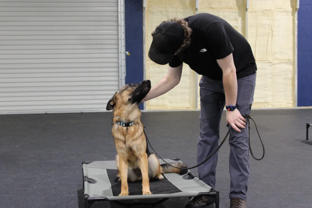 obedience dog training snohomish