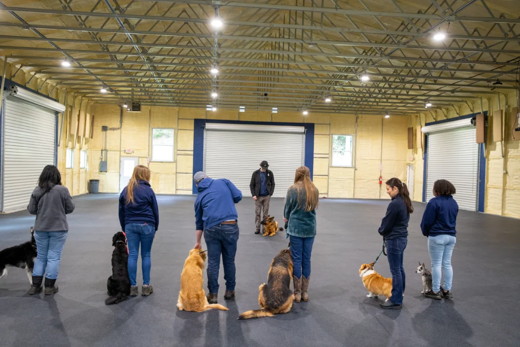 obedience dog training snohomish