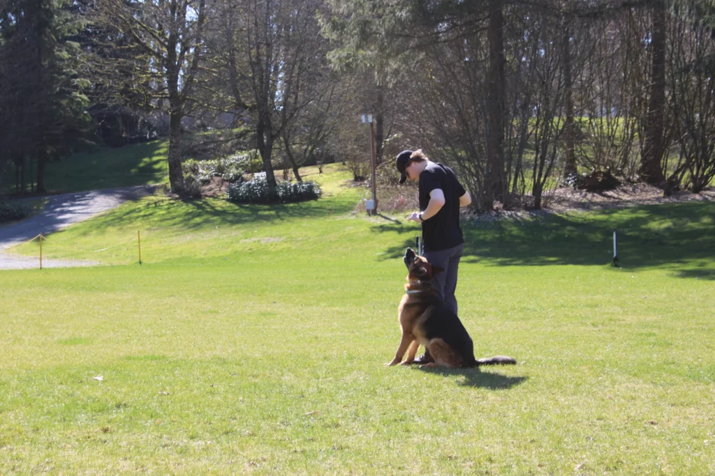 obedience dog training snohomish