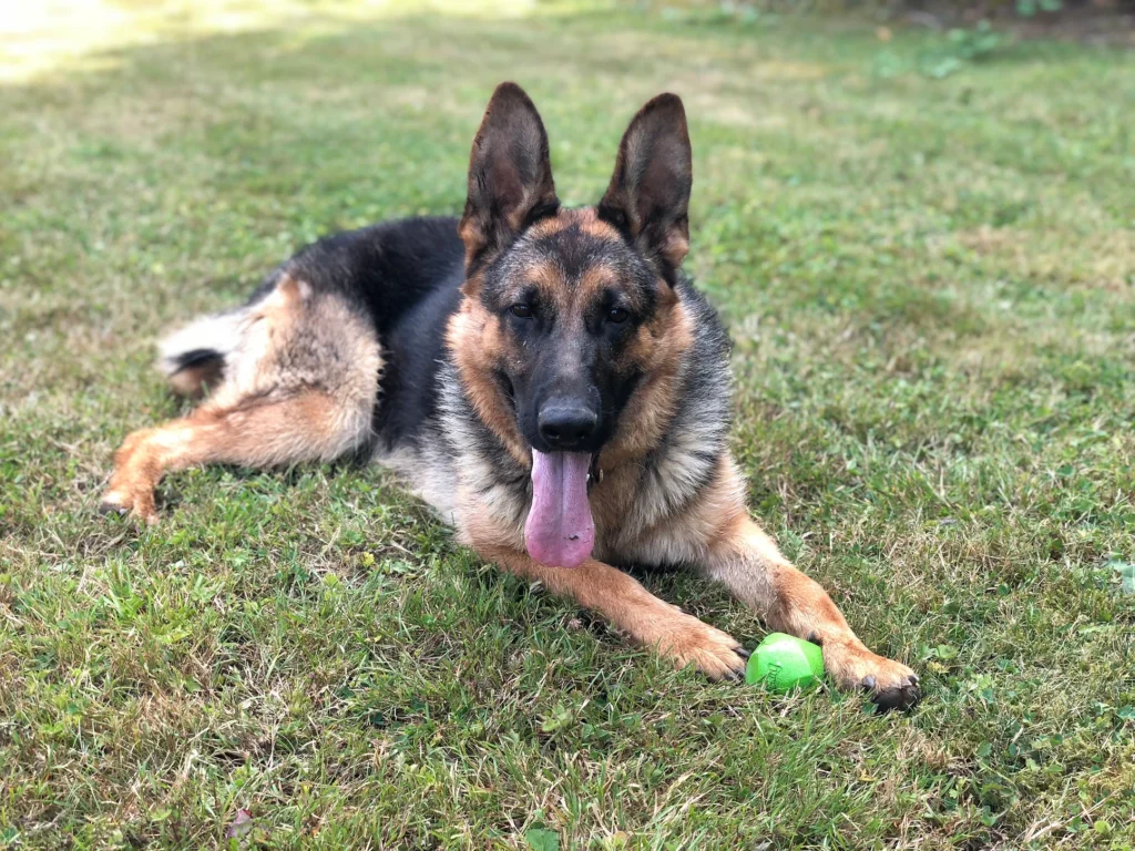 obedience dog training snohomish