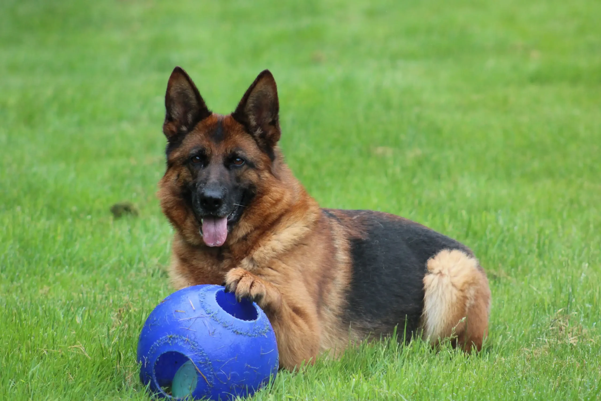 obedience training snohomish