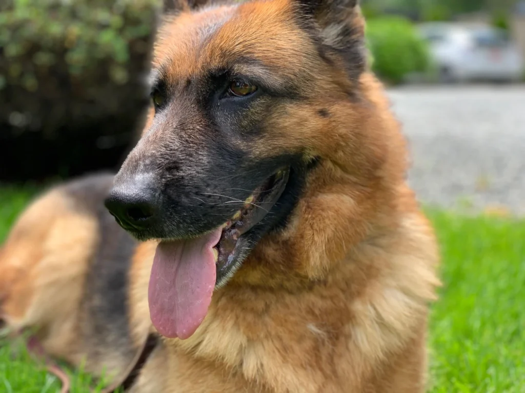 German Shepherd dog training snohomish