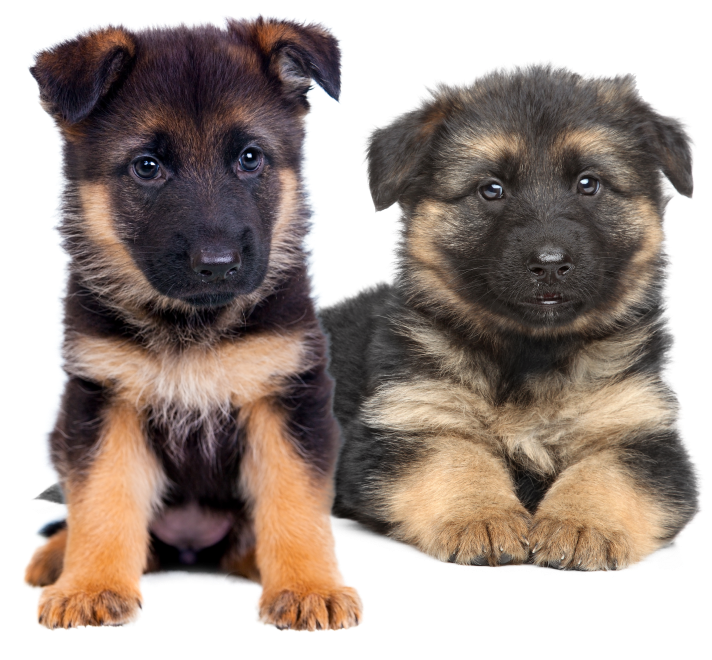 german shepherd puppies