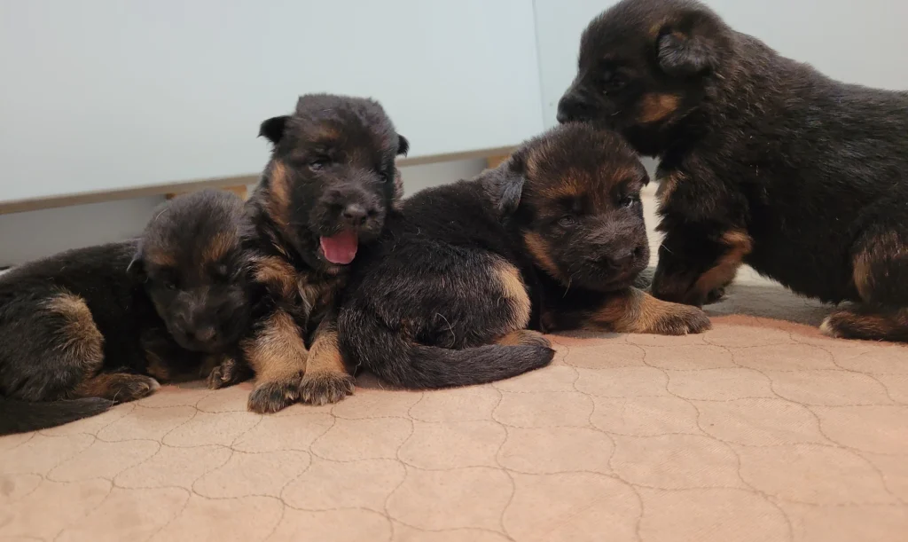 Available Dogs Von Waldberg Kennels