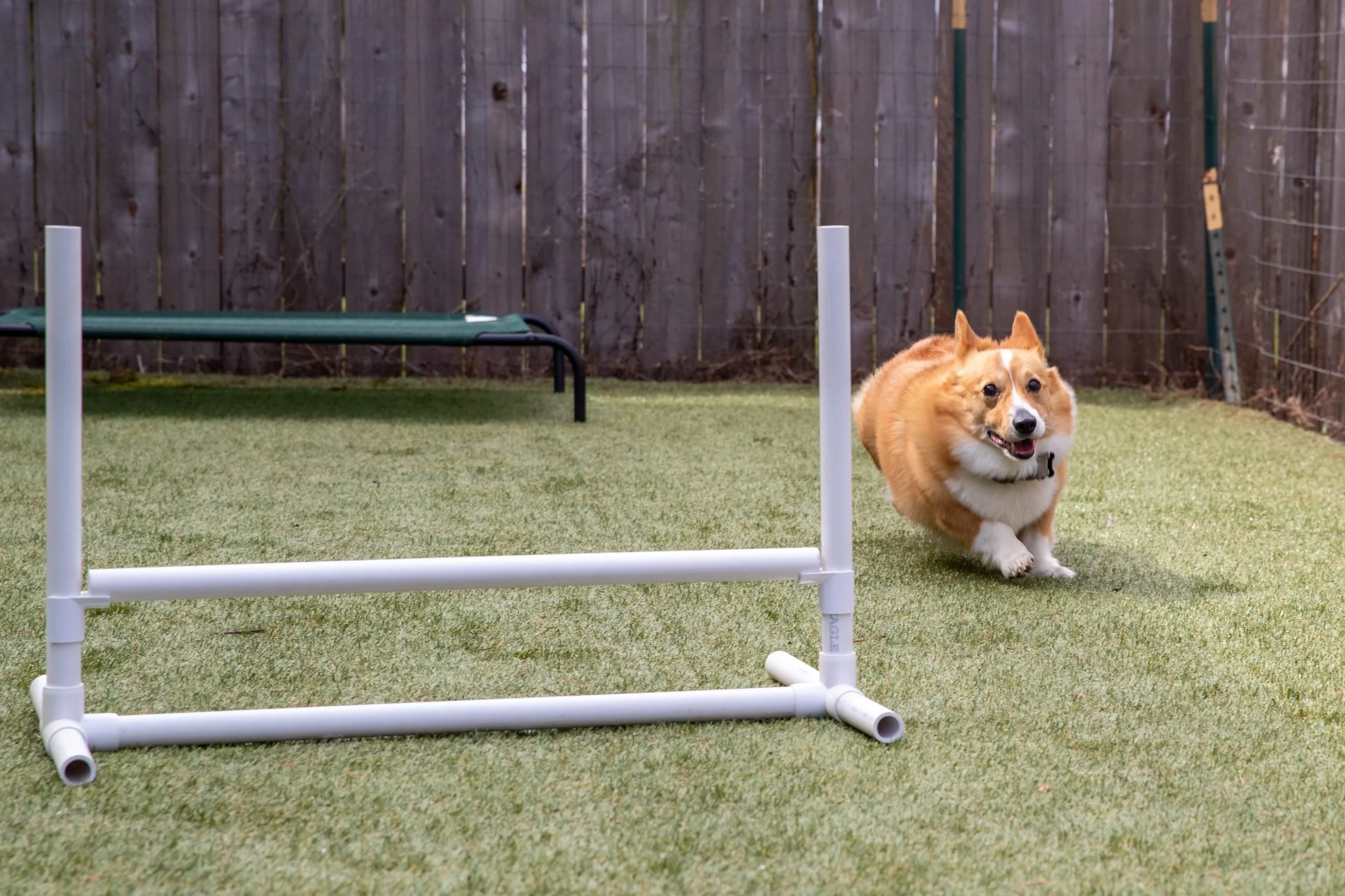 Dog Boarding, Training and German Shepherd Sales Redmond