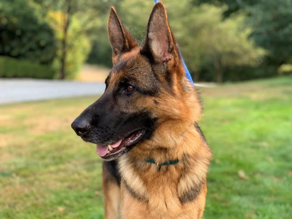 German Shepherd dog training snohomish