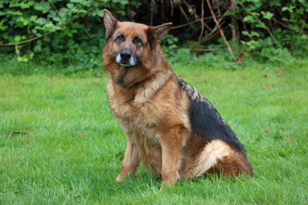 German Shepherd dog training snohomish