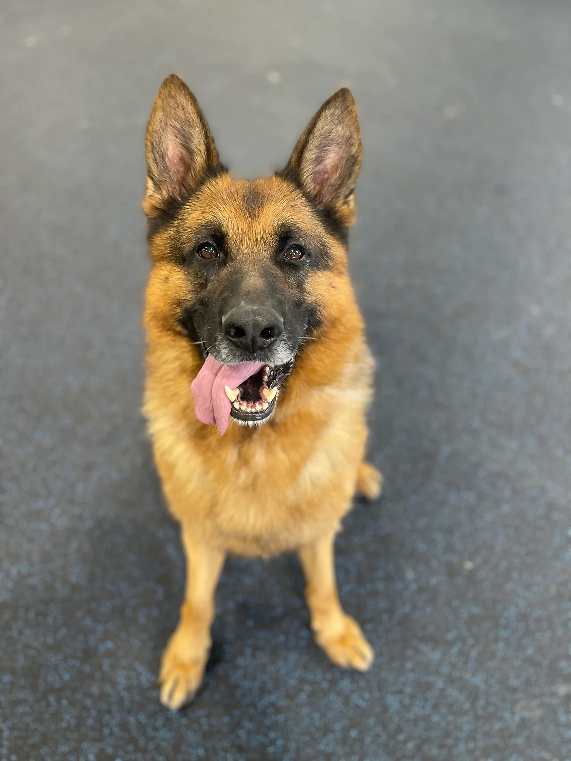 obedience training snohomish