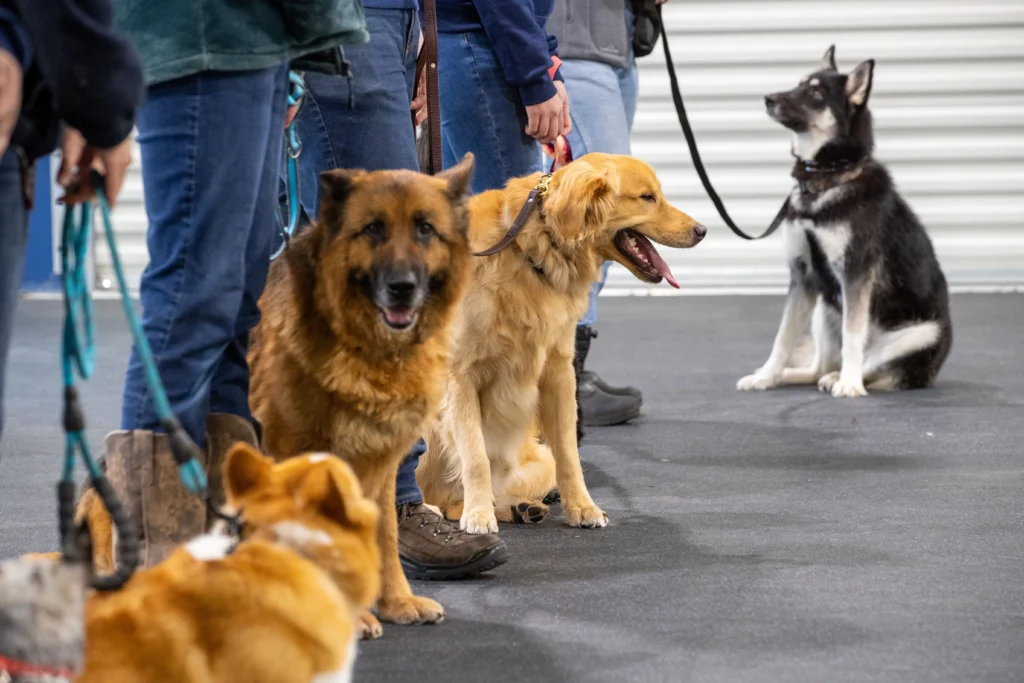 Group dog obedience training snohomish