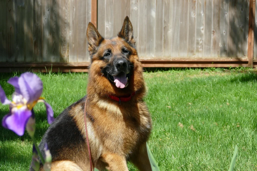 obedience training snohomish