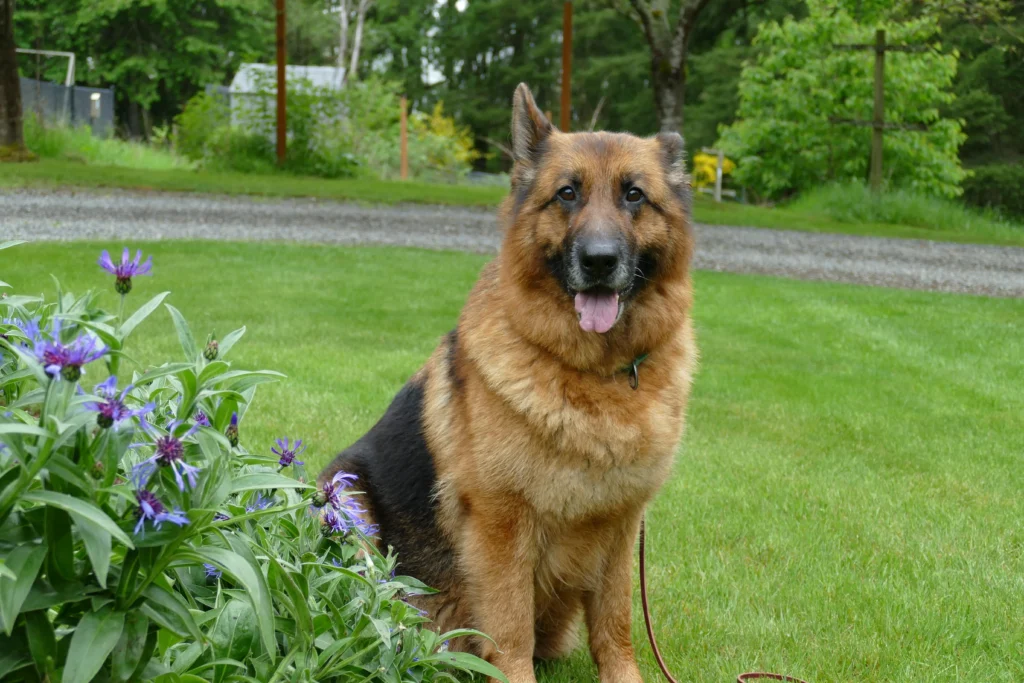 German Shepherd dog training snohomish