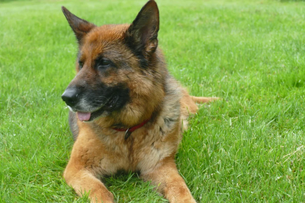 obedience training snohomish