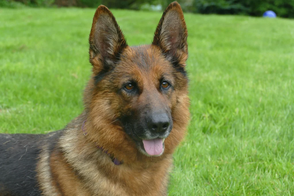 German Shepherd dog training snohomish