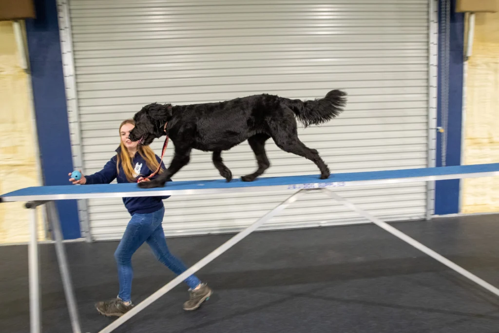 obedience dog training snohomish