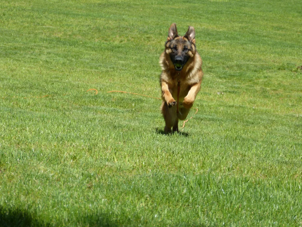 obedience dog training snohomish