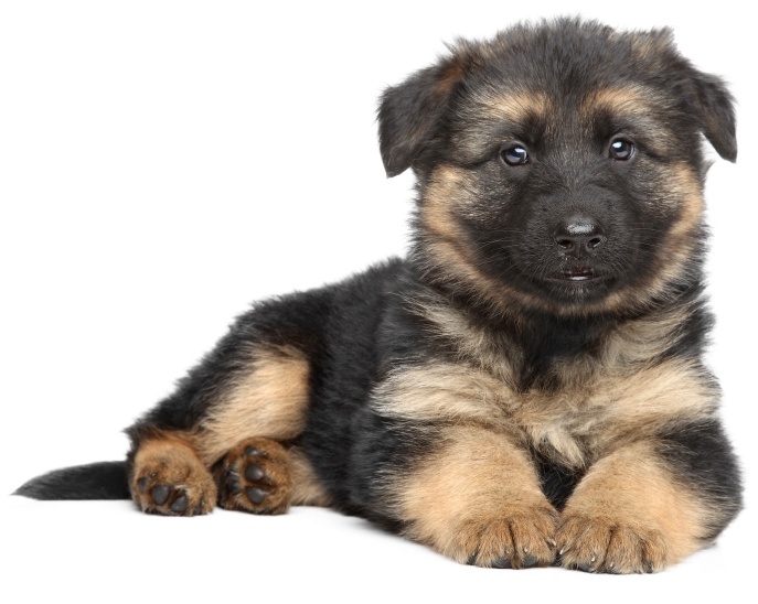 german shepherd puppy