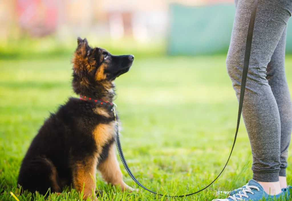 obedience dog training snohomish