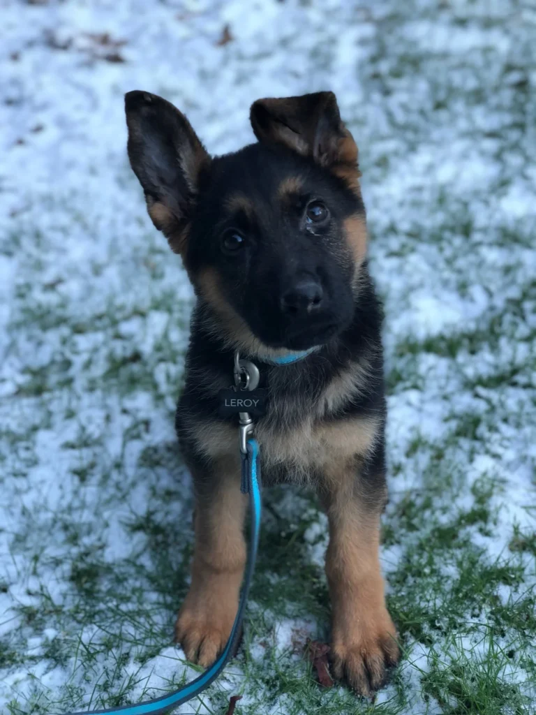 puppy training in snow