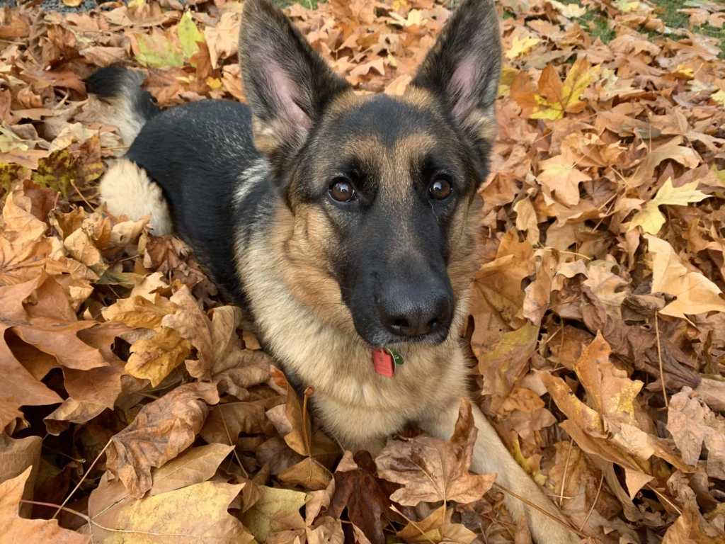 german shepherd in leafs