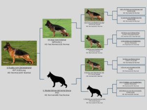 Quaba Pedigree