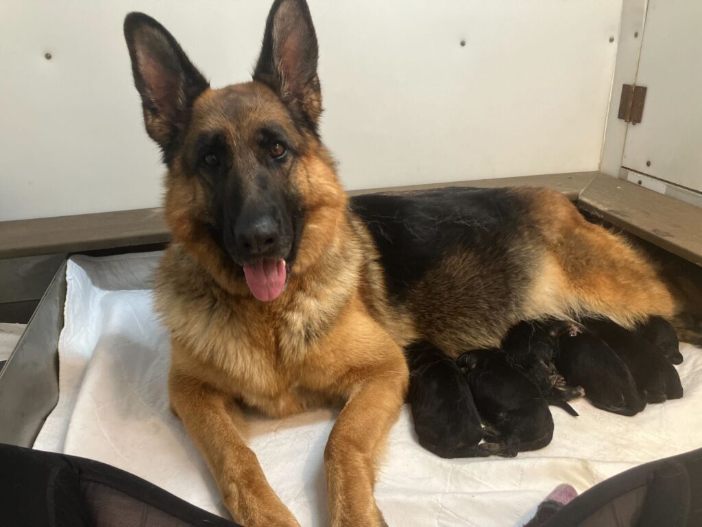Mom with GSD Puppies