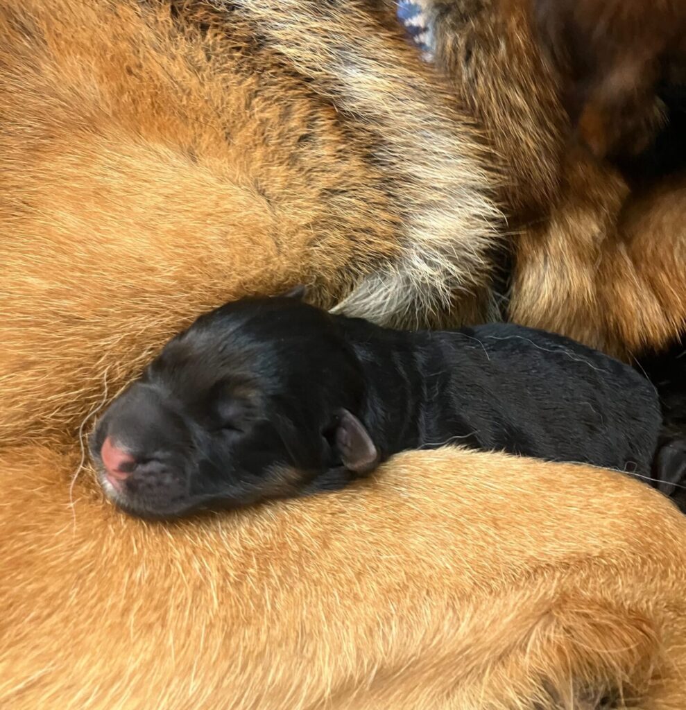 New born GSD puppy