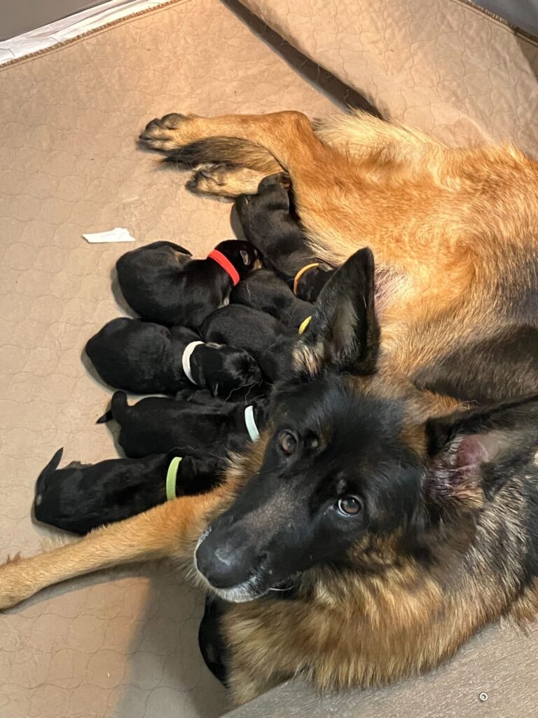 GSD mom and puppy