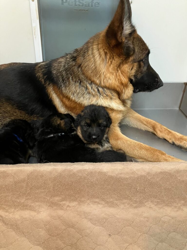 German Shepherd mom and puppy