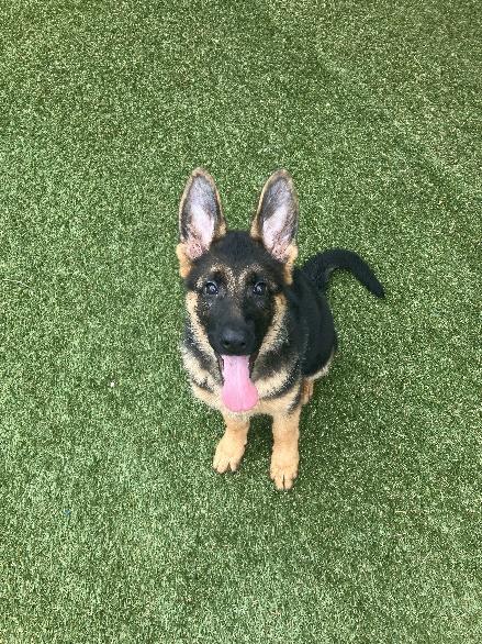 GSD puppy