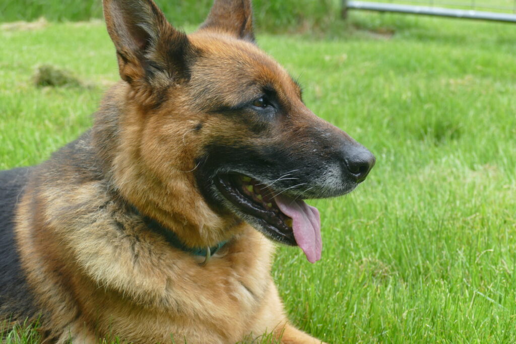 Retired Dogs Von Waldberg Kennels